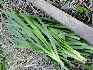 DSC02300.jpg